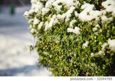 Boxwood tree covered with snow. 32044765