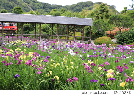 The iris of paradise 32045278