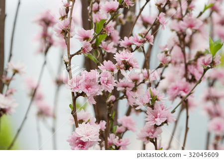 Sakura or Cherry Blossom With Beautiful Sakura or Cherry Blossom With Beautiful 32045609