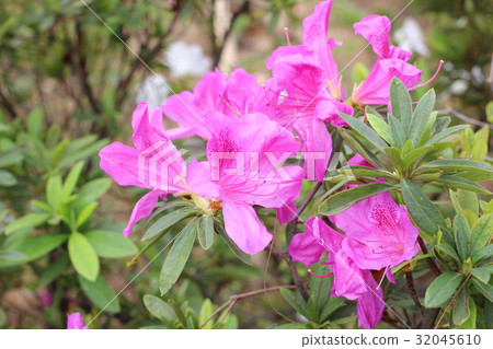 Rhododendron Flowers in a public park 32045610
