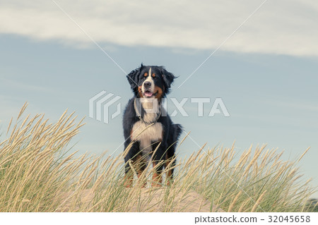 bernese mountain dog 32045658