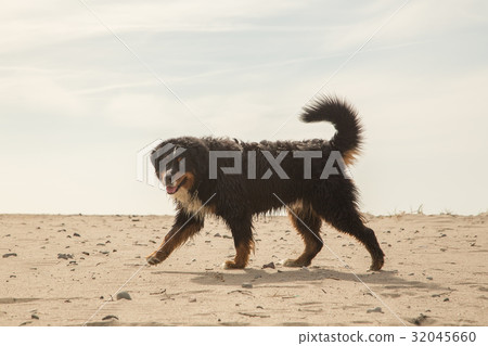 bernese mountain dog 32045660