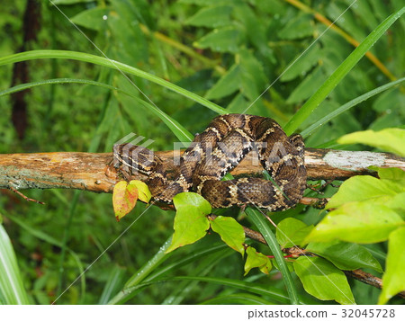 毒蛇 毒蛇 32045728