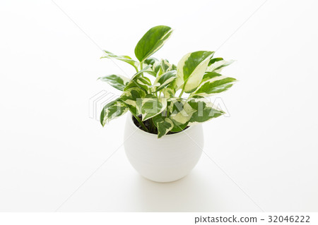 Foliage plant  32046222