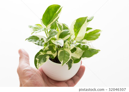 Foliage plant  32046307