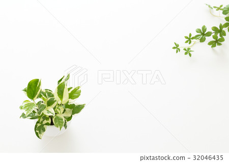 葉子植物 32046435