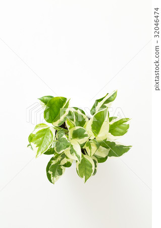 葉子植物 32046474