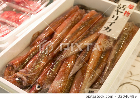 活躍的魷魚 32046489