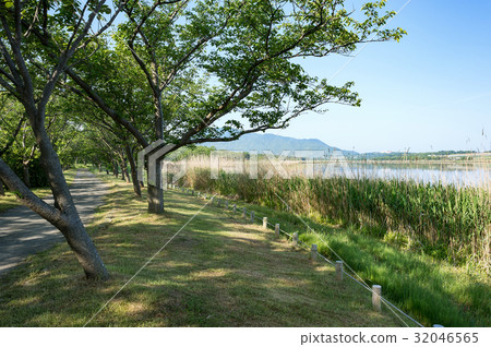 [新潟市新潟縣] Sakata在拉夫爾湖會議上登記在沙丘湖飛翔的水禽 32046565