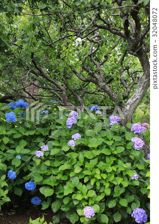 Ibaraki Mito Howaen Mito Hydrangea Festival 32048072