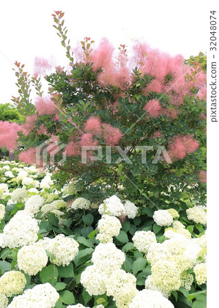 茨城縣水戶豐源水戶繡球花節 32048074