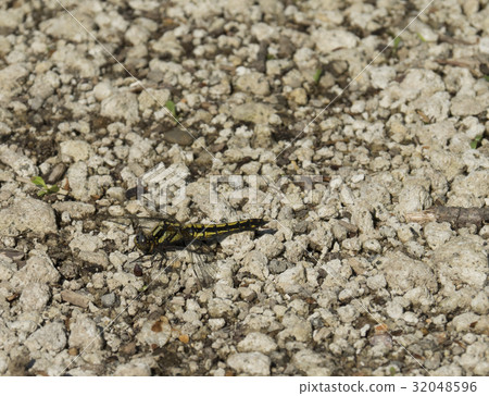 Shioya Tombo Shioya Tombo 32048596