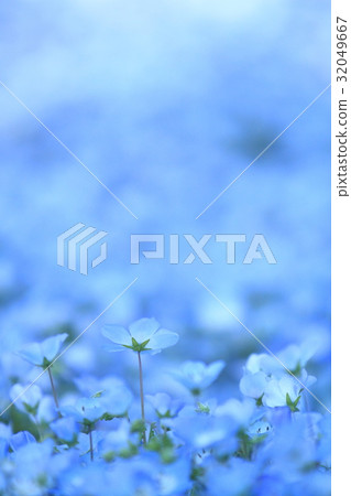Nemophila Nemophila 32049667