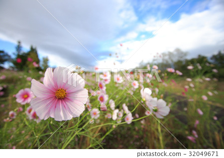 Cosmos Cosmos 32049671