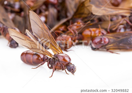 Subterranean ant ("Carebara castanea Smith") 32049882