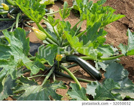 西葫蘆田 32050032