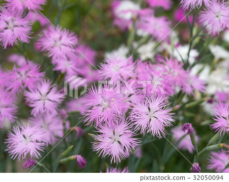Dianthus flower Dianthus flower 32050094
