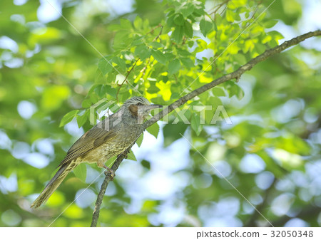 New green and brown eyedry New green and brown eyedry 32050348