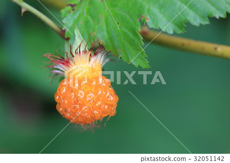 yellow fruit of wild strawberry yellow fruit of wild strawberry 32051142