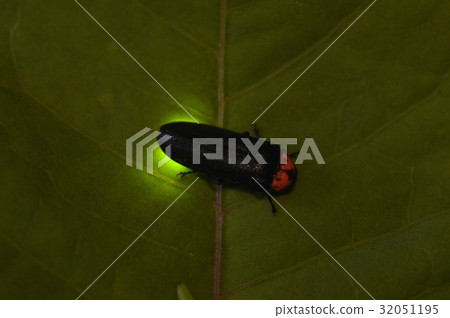 Genji firefly Genji firefly 32051195