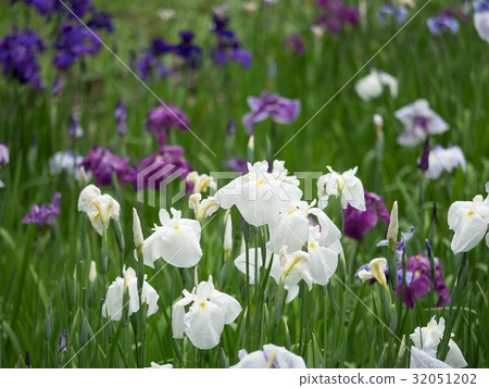 Hana shawab 32051202