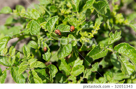 Larvae of the Colorado potato beetle on potato  32051343