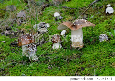 Forest mushrooms 32051381