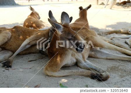 袋鼠 袋鼠 32051640