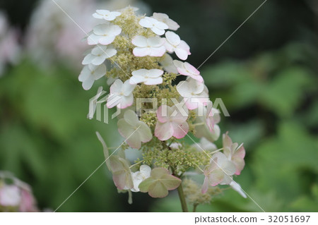 Kashiwaba繡球花 32051697