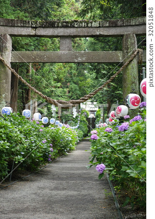 Hydrangea from Isoyama Shrine 32051848