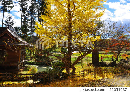 Shrimp pond Benten and ginkgo at the end of yellow leaves Shrimp pond Benten and ginkgo at the end of yellow leaves 32051987