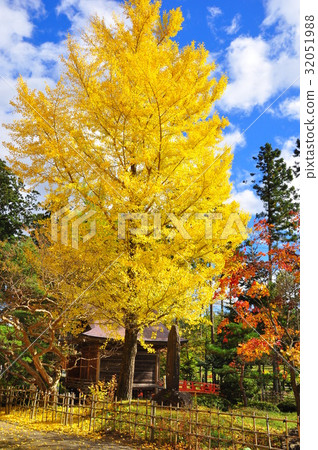 Large ginkgo of yellow leaves and shrimp pond Benten Large ginkgo of yellow leaves and shrimp pond Benten 32051988
