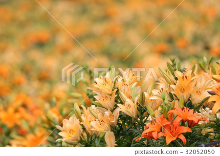 Lily Garden 7 32052050