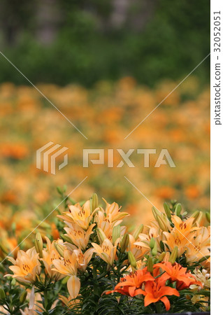 Lily Garden 8 32052051