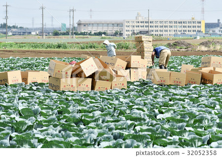 Cabbage field 32052358