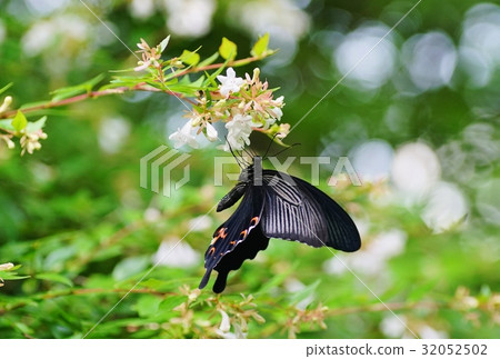 Croatian Croatian 32052502