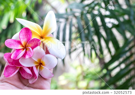 Plumeria flower pink and white frangipani Plumeria flower pink and white frangipani 32052573