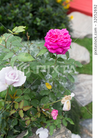 roses bush in the garden at spring roses bush in the garden at spring 32052692