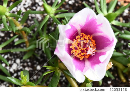 松葉鈕扣花(多色) 松葉鈕扣花(多色) 32053158