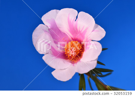 Matsuba Button (Bicolor Pink) Matsuba Button (Bicolor Pink) 32053159