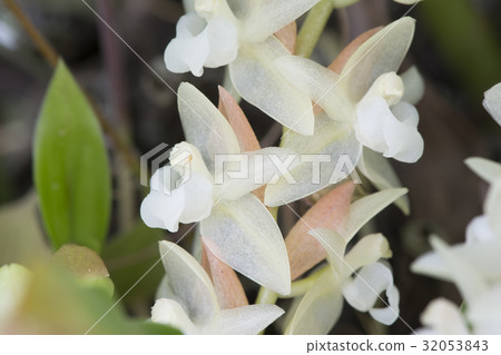 Photograph of Western species run Pholidota chinensis Photograph of Western species run Pholidota chinensis 32053843