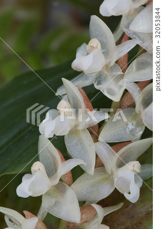 Photograph of Western species run Pholidota chinensis Photograph of Western species run Pholidota chinensis 32053844