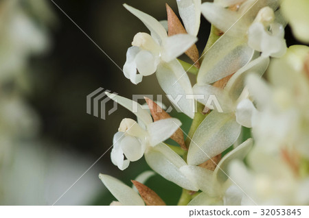 Photograph of Western species run Pholidota chinensis Photograph of Western species run Pholidota chinensis 32053845