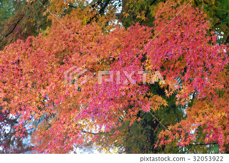 Autumn leaves of Oyama approaching Autumn leaves of Oyama approaching 32053922
