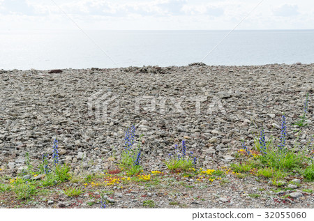 Blueweed flowers by the coast 32055060