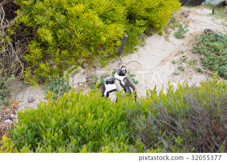 The African Penguin colony on Cape Peninsula 32055377