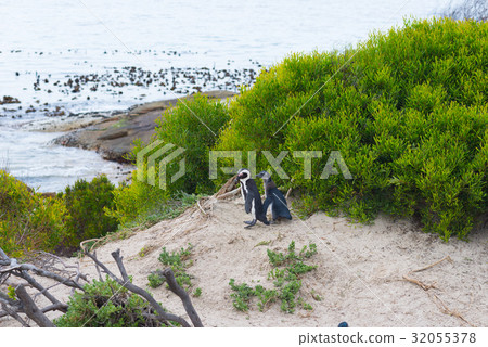 The African Penguin colony on Cape Peninsula The African Penguin colony on Cape Peninsula 32055378