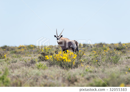Oryx walking in the bush Oryx walking in the bush 32055383