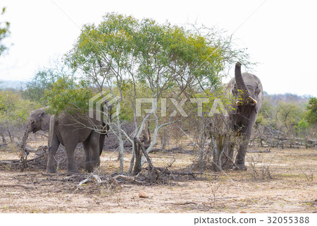 African Elephants walking in the bush 32055388