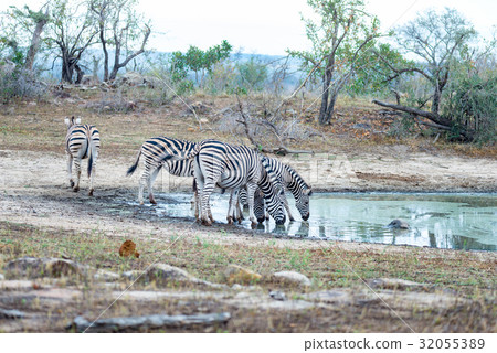 Herd of Zebras drinking from waterhole Herd of Zebras drinking from waterhole 32055389